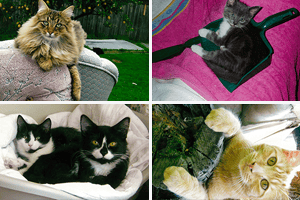 cat-club
